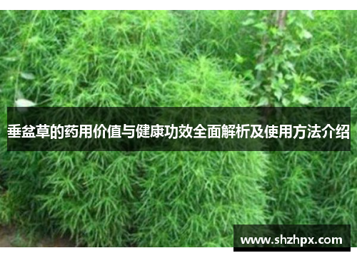 垂盆草的药用价值与健康功效全面解析及使用方法介绍